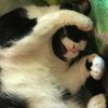 jdenniscats356